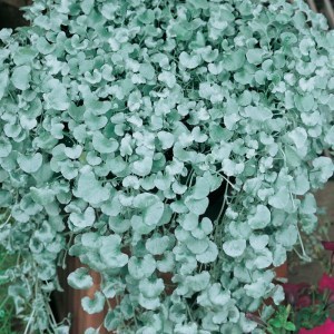 Dichondra Silver Falls_300x300_300x300